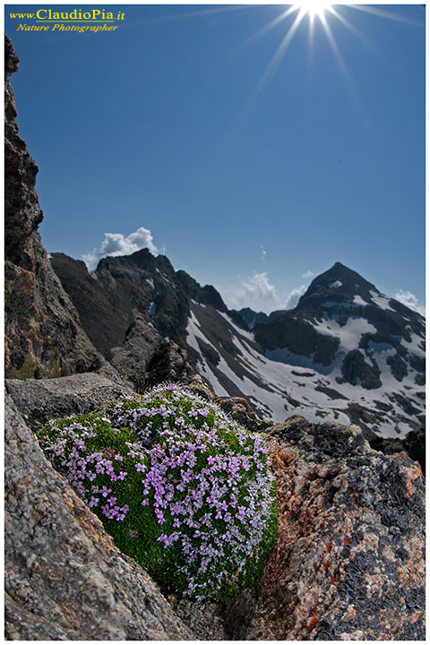 Silene acaulis, fiori di montagna, alpini, fotografia, foto, alpine flowers